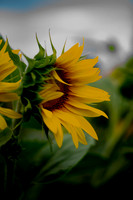 _DSC3289_08202022