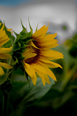 _DSC3289_08202022