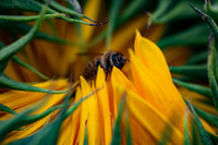 _DSC3344_08202022