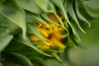 _DSC3285_08202022