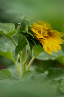 _DSC3284_08202022