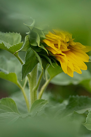 _DSC3284_08202022