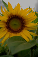 _DSC3287_08202022