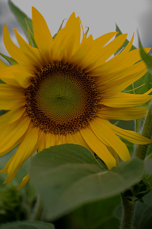 _DSC3287_08202022