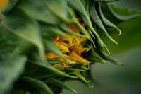 _DSC3283_08202022