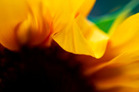 _DSC3294_08202022
