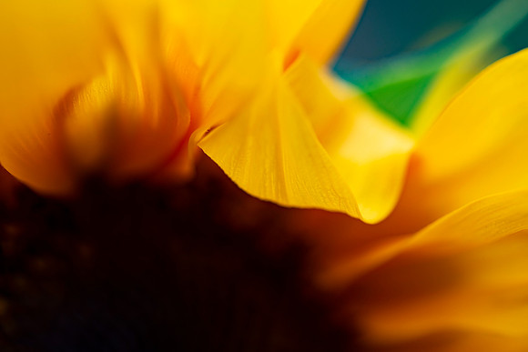 _DSC3294_08202022