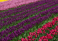 Tulips041517_0016