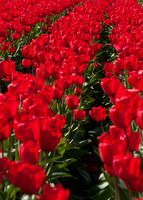 Tulips041517_0038