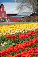Tulips041517_0042