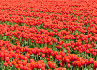 Tulips041517_0037