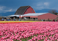 Tulips041517_0041