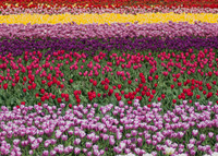Tulips041517_0009