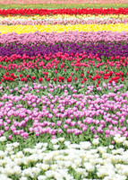 Tulips041517_0011