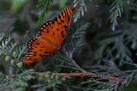Woodland Park Zoo_080616_116