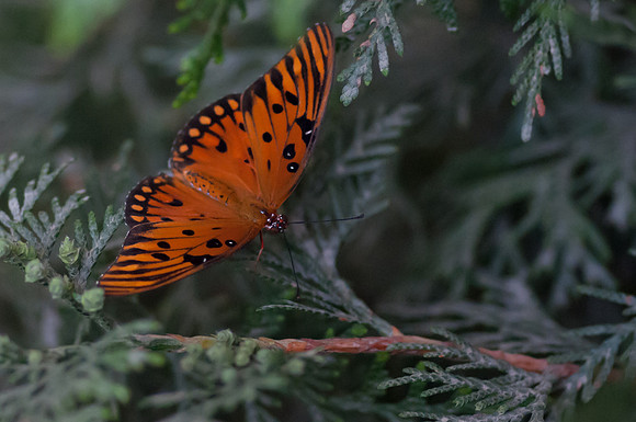 Woodland Park Zoo_080616_116