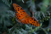 Woodland Park Zoo_080616_113