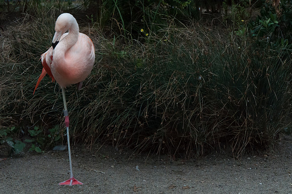 Woodland Park Zoo_080616_126