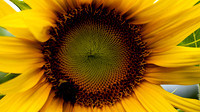_DSC3291_08202022