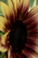 _DSC3359_08202022