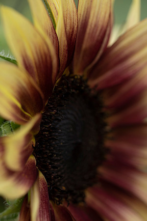 _DSC3359_08202022