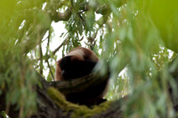 Woodland Park Zoo_080616_058