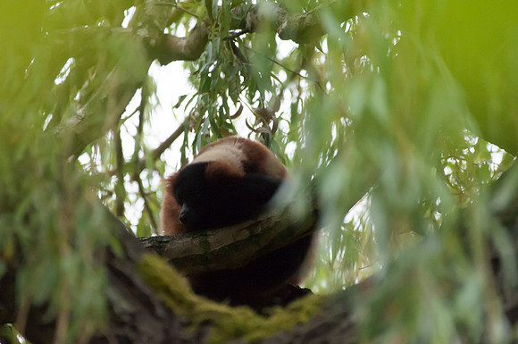 Woodland Park Zoo_080616_058