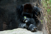Woodland Park Zoo_080616_084