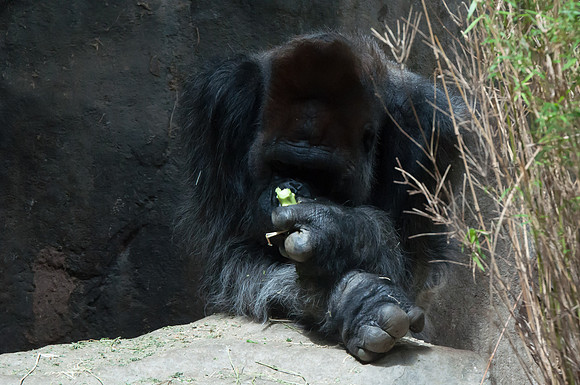 Woodland Park Zoo_080616_084
