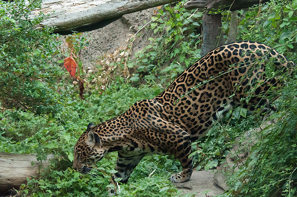 Woodland Park Zoo_080616_076