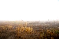 Fog_0015