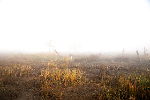 Fog_0015
