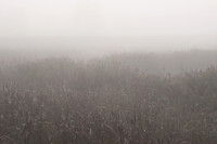 Fog_0017