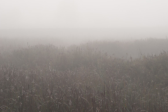 Fog_0017