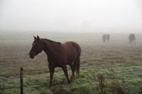 Fog_0022