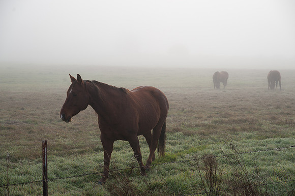Fog_0022