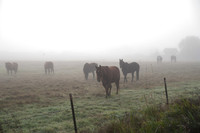 Fog_0019