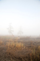 Fog_0016