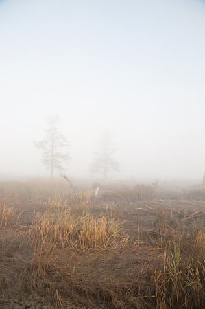 Fog_0016