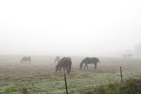 Fog_0028