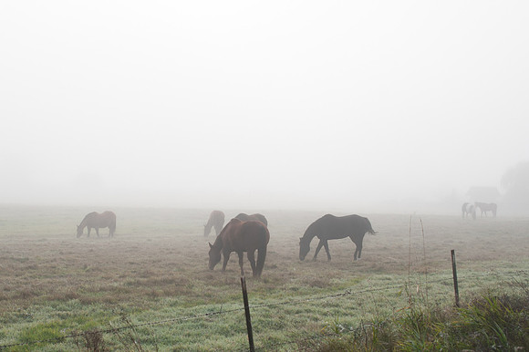 Fog_0028