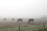 Fog_0023