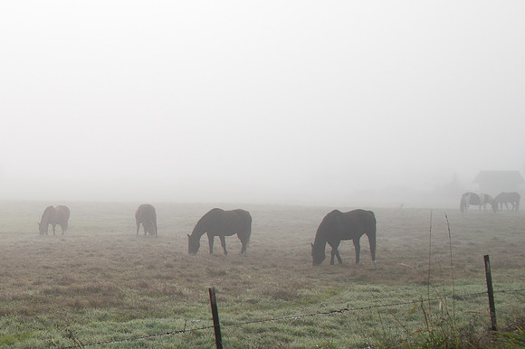 Fog_0023