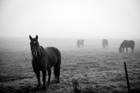Fog_0021