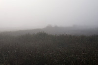 Fog_0014