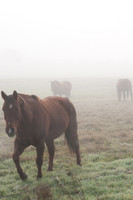 Fog_0020
