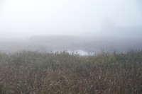 Fog_0018