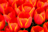 Flowers-2