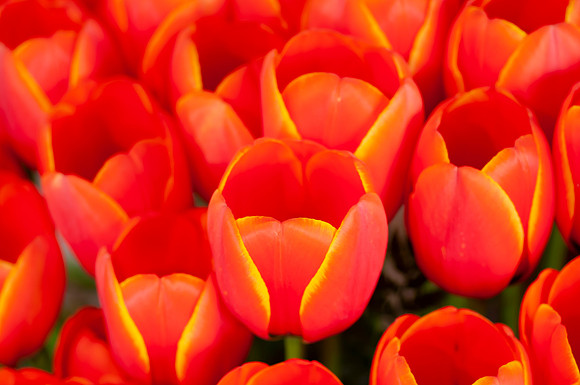 Flowers-2