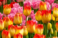 Flowers-8